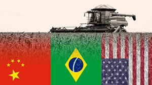 Guerra comercial entre EUA e China deve beneficiar a soja brasileira